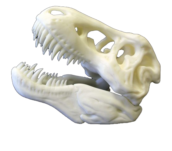 A 3D printed dinosaur skull displaying a high level of final detail